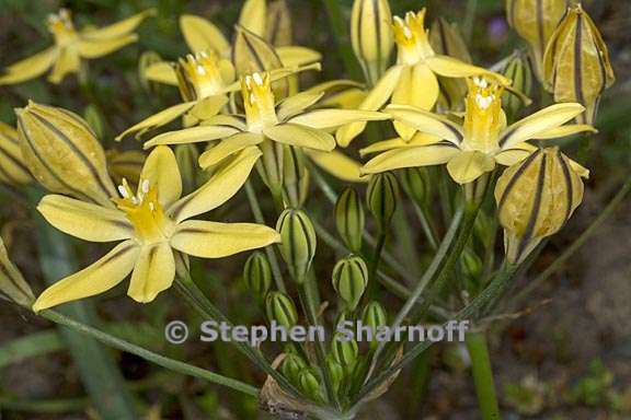 triteleia ixioides ssp scabra 5 graphic